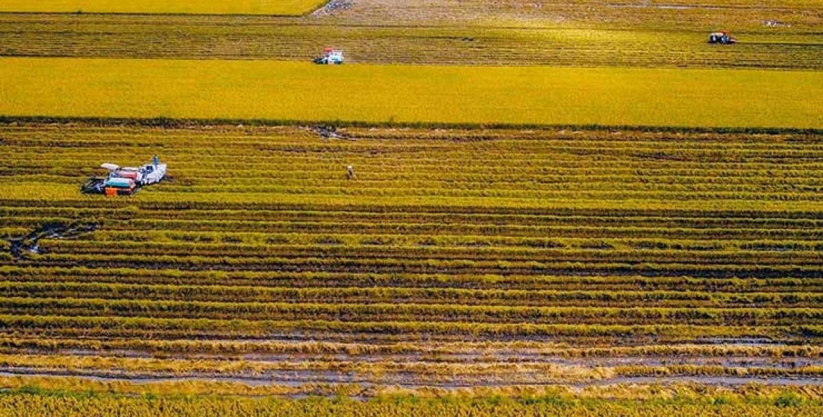 Sản xuất lúa gạo phát thải thấp, góp phần phát triển nông nghiệp xanh, bền vững